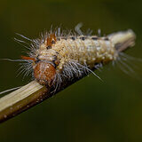 Insects